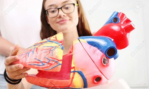 Human Anatomy